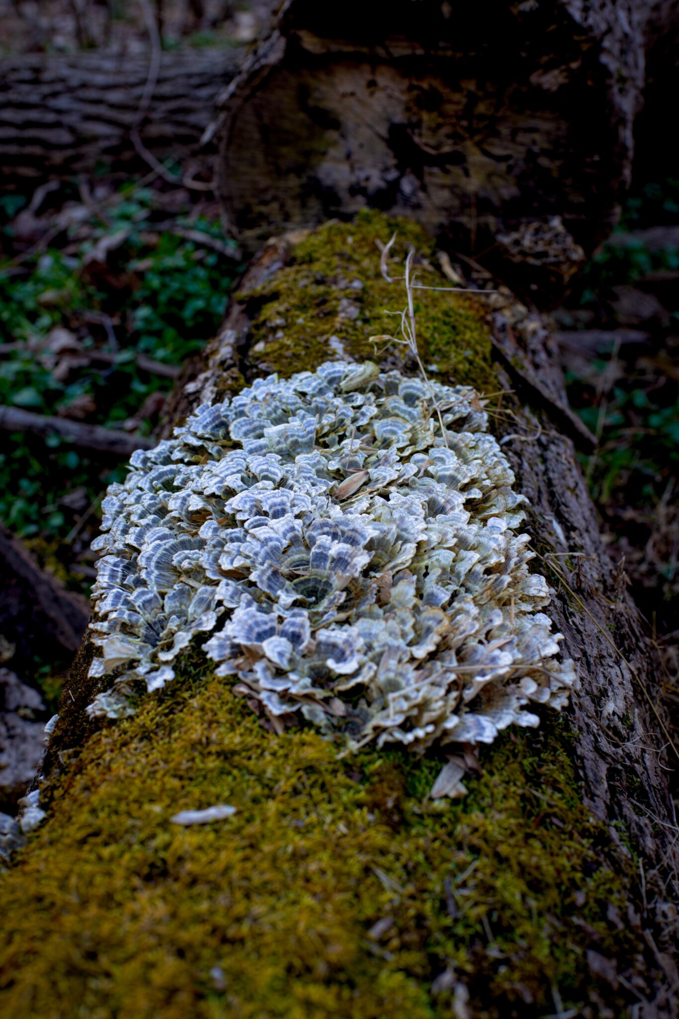 New Life on Old Death